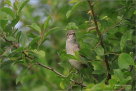 <p>PĚNICE VLAŠSKÁ (Sylvia nisoria) Dolní Podluží ---- /Berred warbler - Sperbergerasmücke/</p>